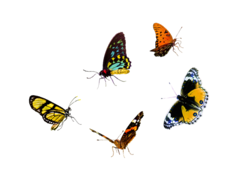 Five colorful butterflies in various positions.