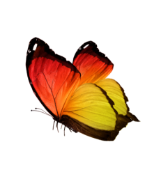 A butterfly with red, orange, and yellow wings