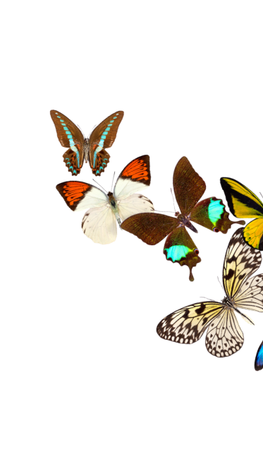 Multiple colorful butterflies flying together
