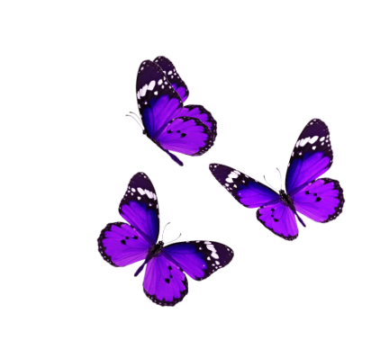 Three purple butterflies flying against a black background.