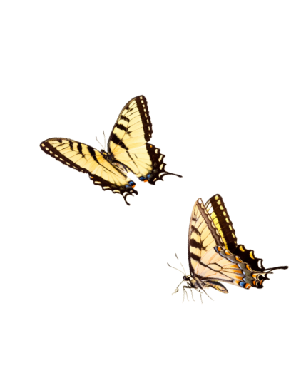 Two yellow and black striped butterflies with open wings.