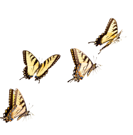 Four yellow and black monarch butterflies resting on a yellow surface.