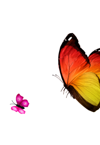Close-up of a red, orange, and yellow butterfly with black edges, and two small pink butterflies on a pink leaf or surface.