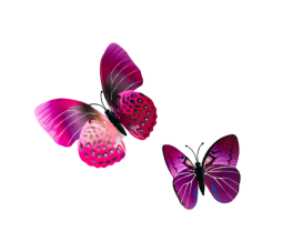Three butterflies with pink and purple wings resting on a surface