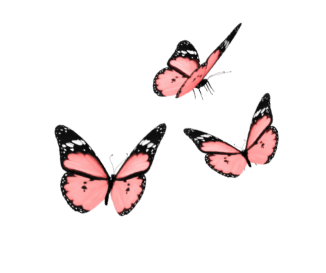 Three pink butterflies with black and white markings on their wings, flying against a white background.
