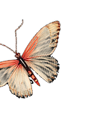 Close-up of a butterfly with white, black, and orange wings against a black background.