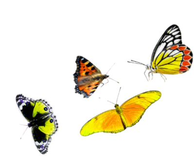 Four different colorful butterflies on a plain white background.
