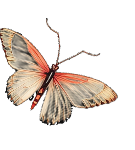 A butterfly with white, black, and orange wings against a black background.