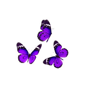 Three purple and black butterflies on a black background.