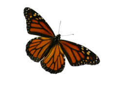 Monarch butterfly with orange and black wings isolated on a transparent background.
