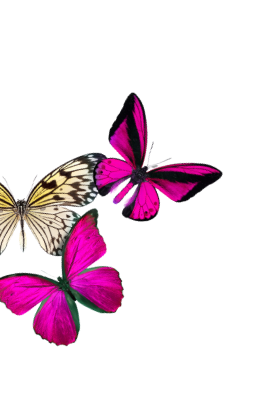 Three colorful butterflies, two pink and one yellow with black and white markings, on a black background.