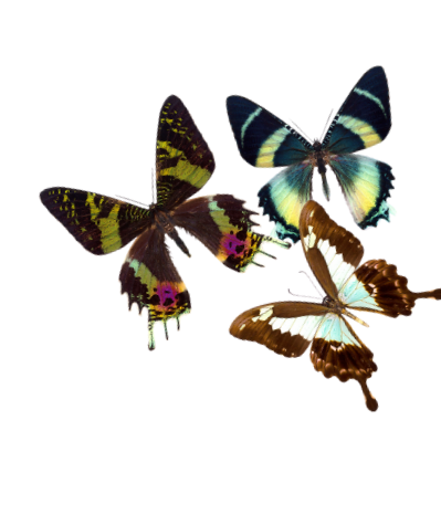 Four colorful butterflies with different wing patterns and colors