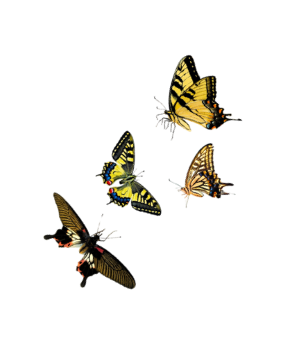 Four colorful butterflies on a black background.