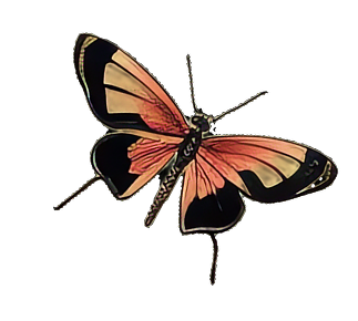 A butterfly with black, pink, and yellow wings