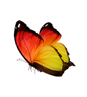 Colorful butterfly with orange and yellow wings against a black background.