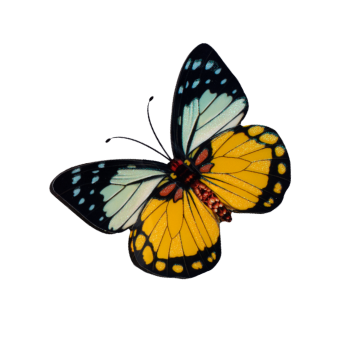 Colorful butterfly with black, yellow, blue, and white wings.