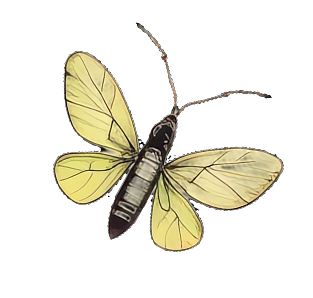 A butterfly with yellow wings and a dark body perched on a black background.