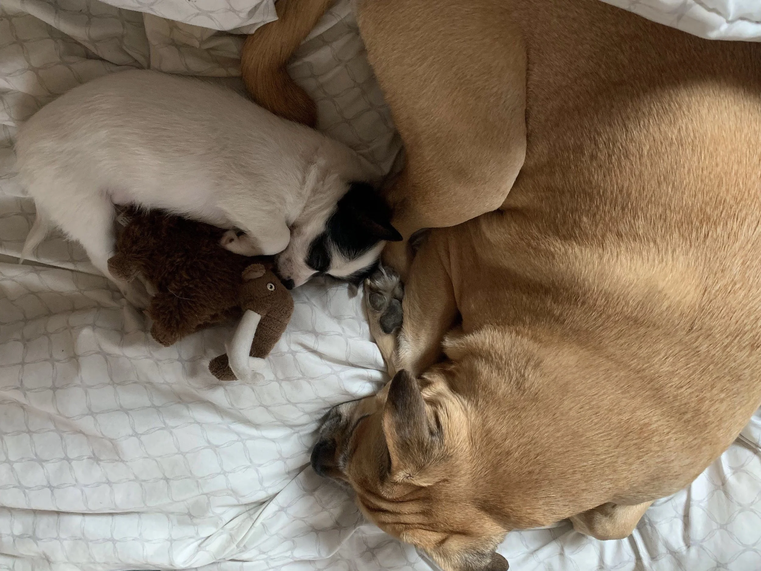 A small white puppy with black markings cuddling next to a large brown dog on a bed with a white quilted blanket.