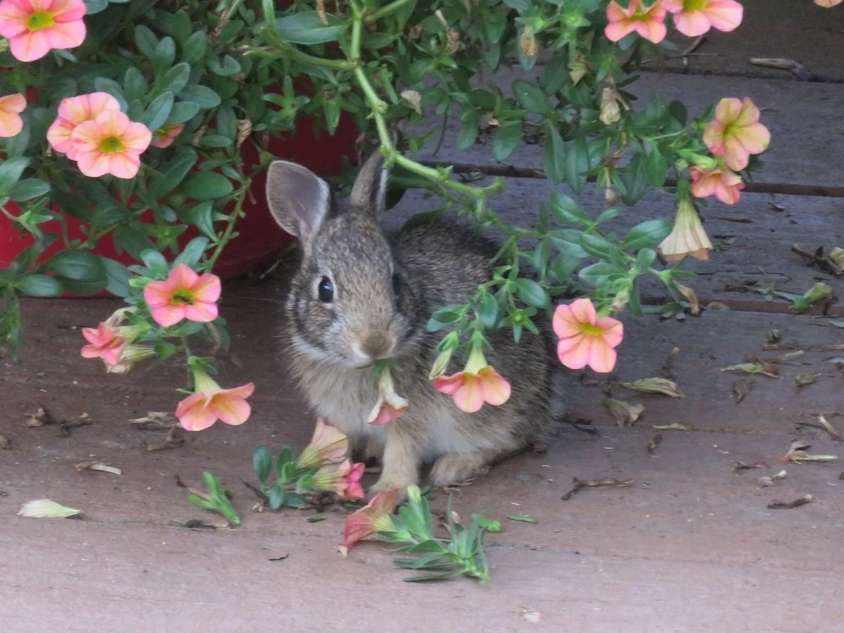 A small brown rabbit is sitting on a wooden porch surrounded by pink and peach flowers and green leaves.