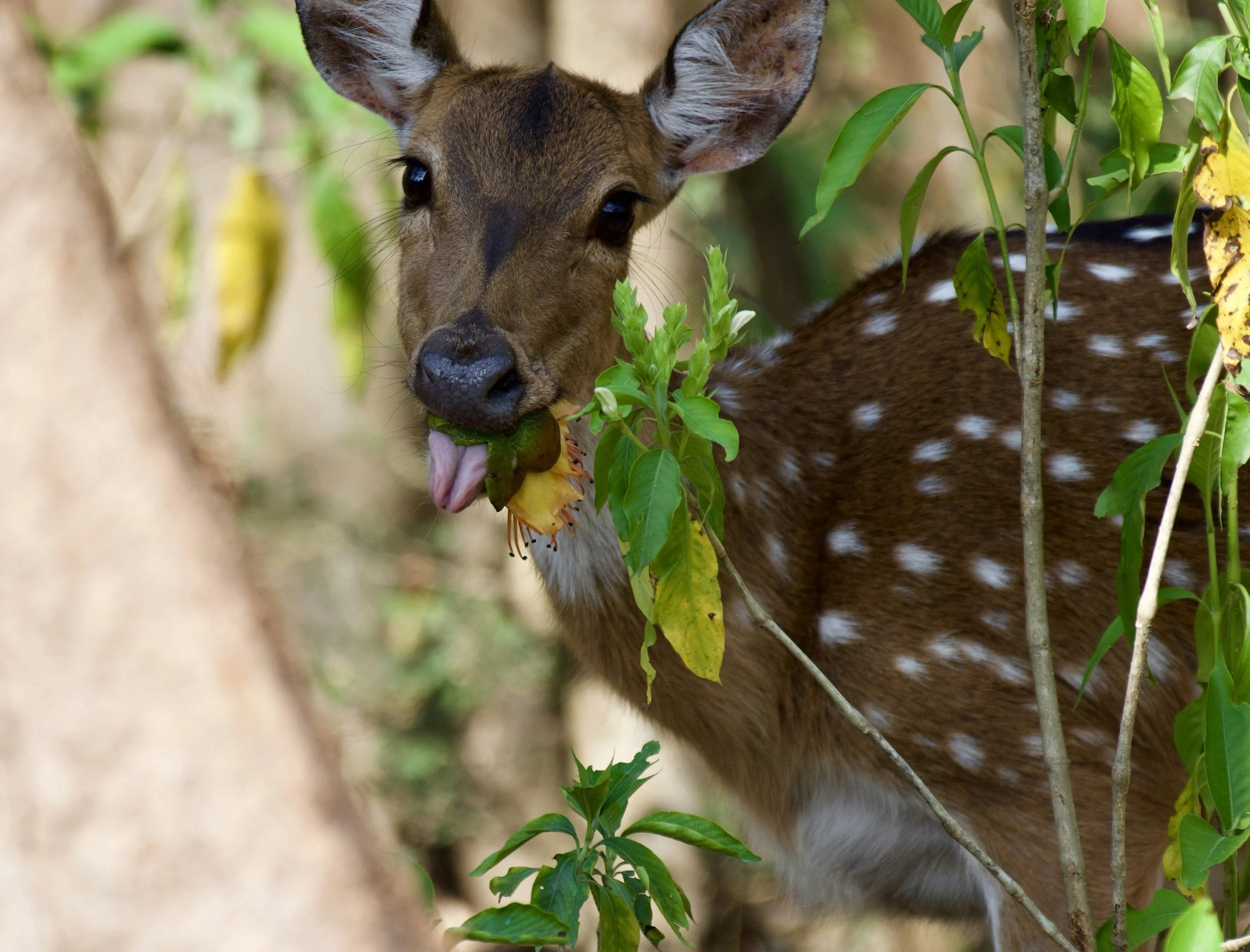 A young deer with brown fur and white spots is eating a yellow flower with green leaves, partially hidden among green foliage in a forest.