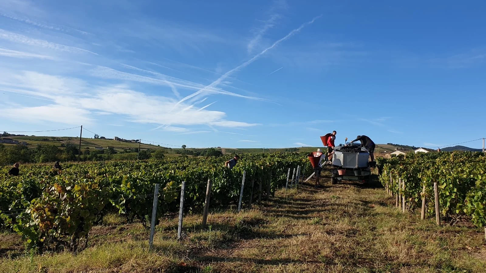 Vignoble en plein jour avec plusieurs personnes récoltant des grappes de raisin, machine à vendanger et ciel bleu avec des nuages.
