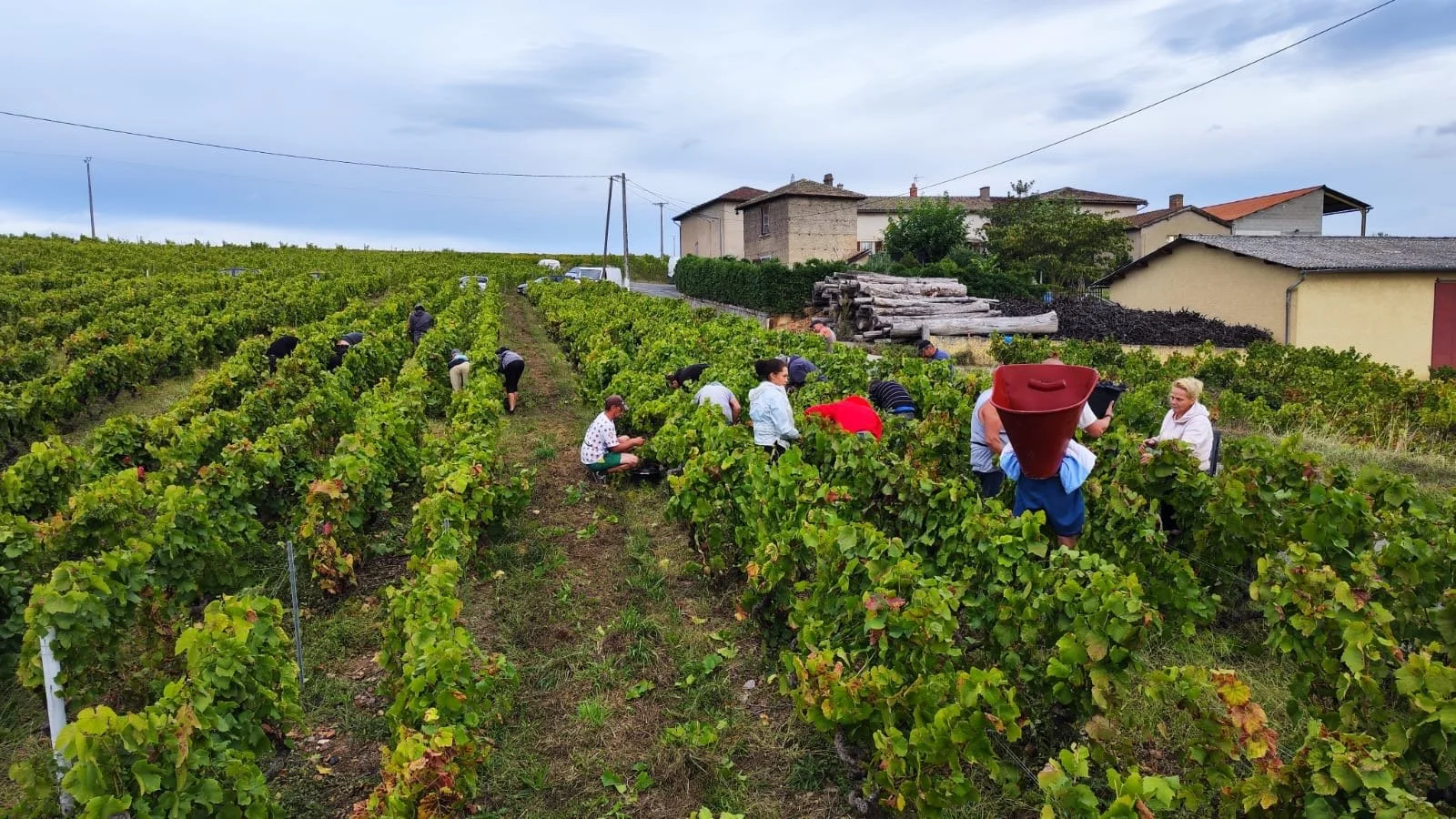 Groupe de personnes récoltant des raisins dans un vignoble en terrain vallonné, avec des maisons en arrière-plan et un ciel nuageux.
