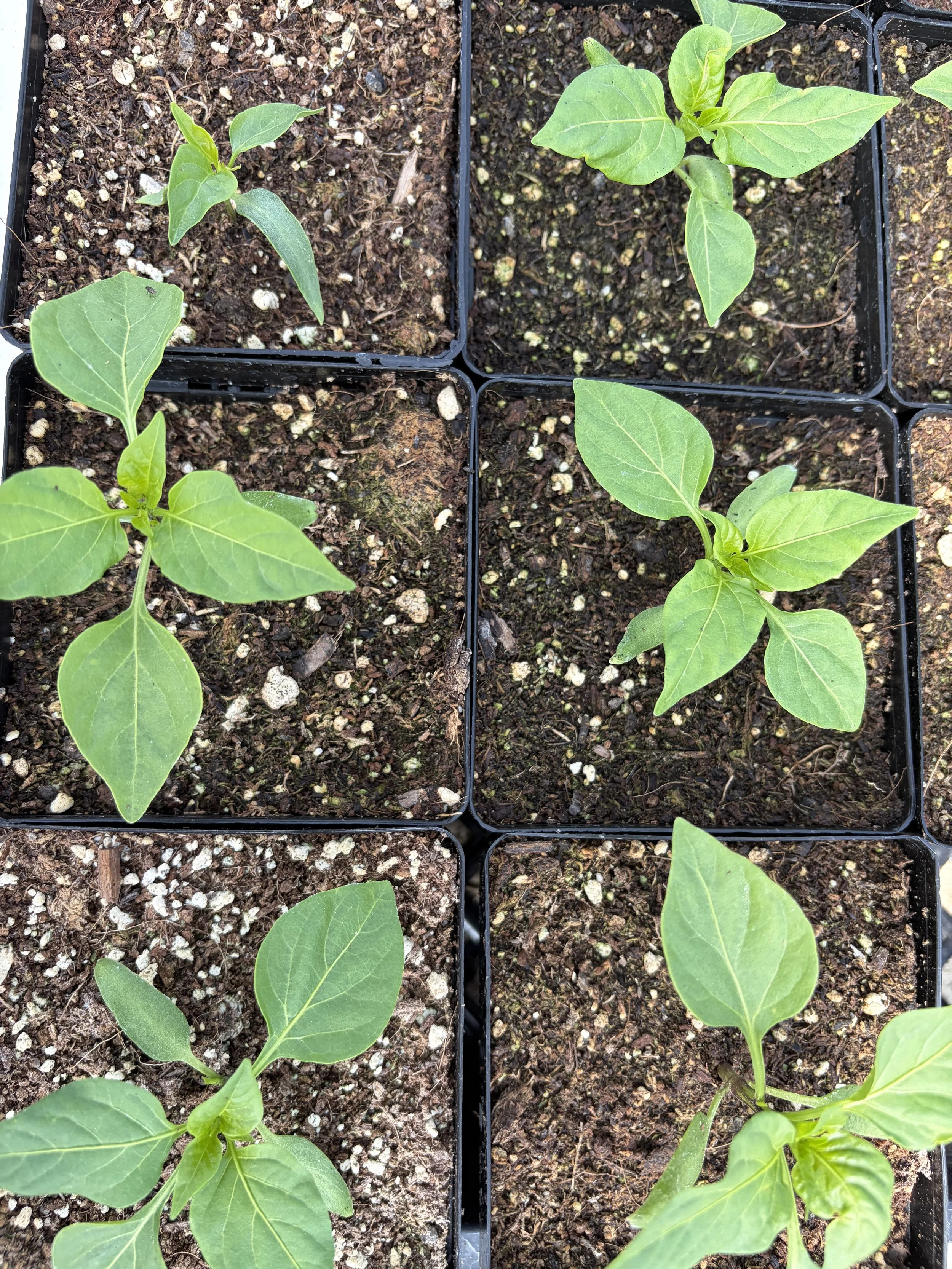 stuffed capperino cherry pepper bites