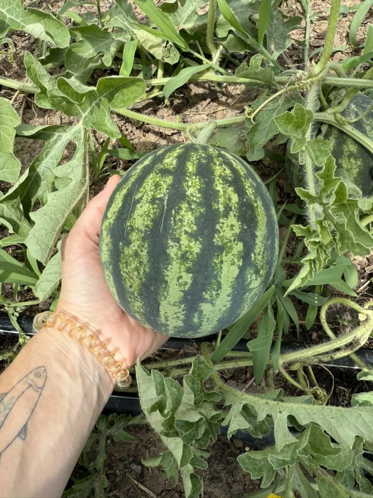 Cucumber, melon &amp; watermelon salad