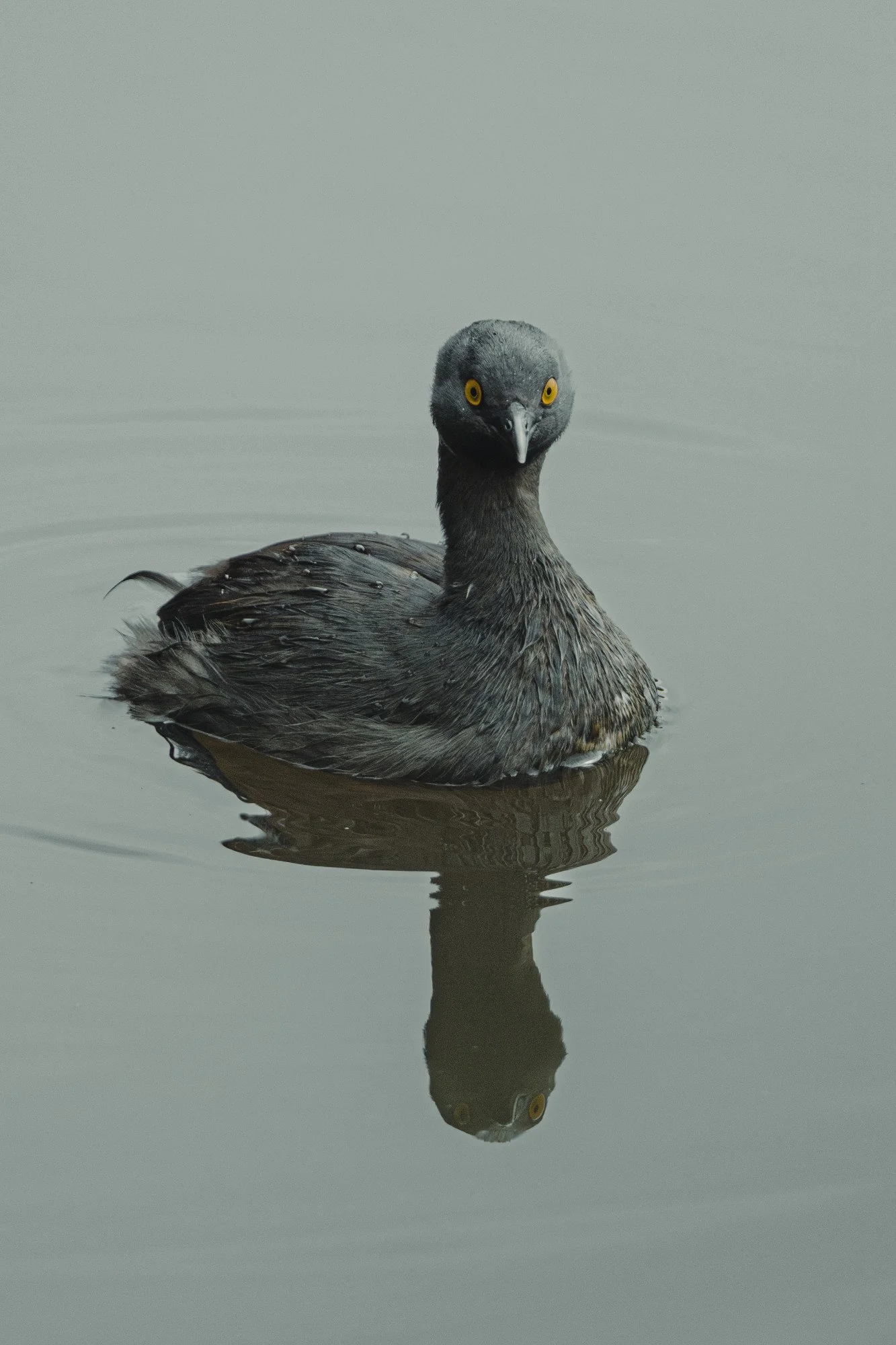 Zwergtaucher auf ruhiger Wasserfläche.