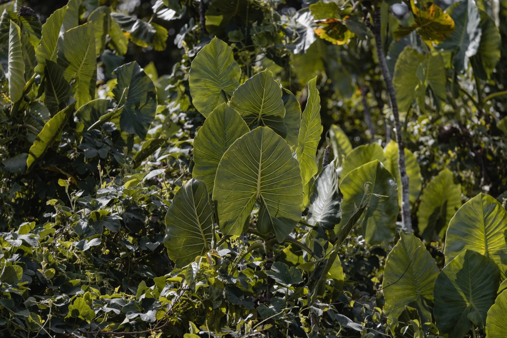 Große tropische Blätter im dichten Unterwuchs.
