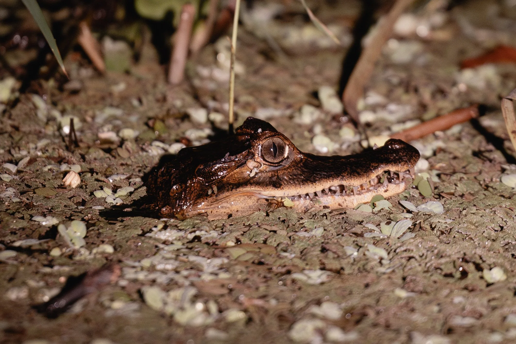Junger Kaiman schwimmt nachts im dunklen Wasser.