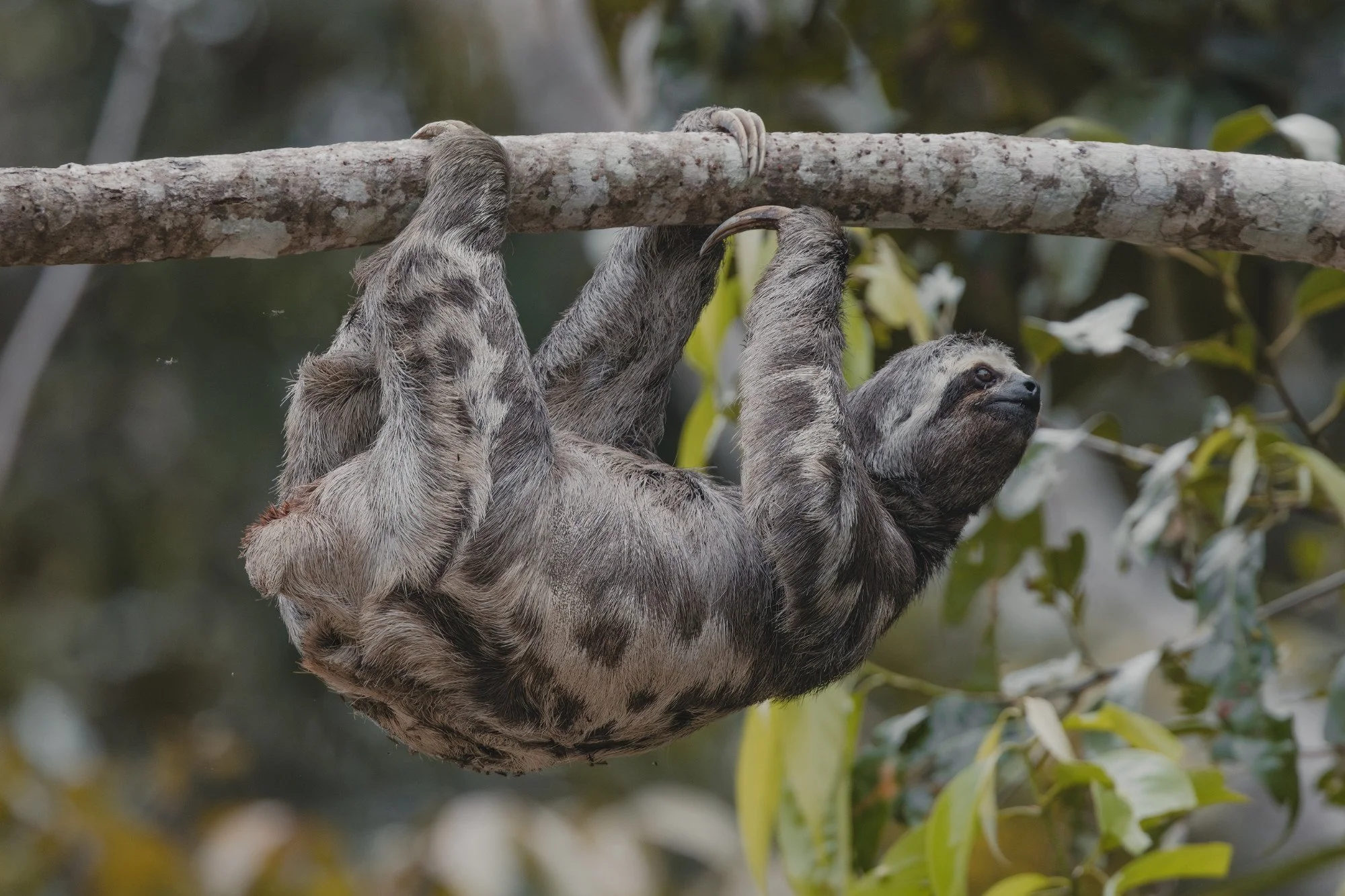 Dreifinger-Faultier hängt entspannt an einem Ast.