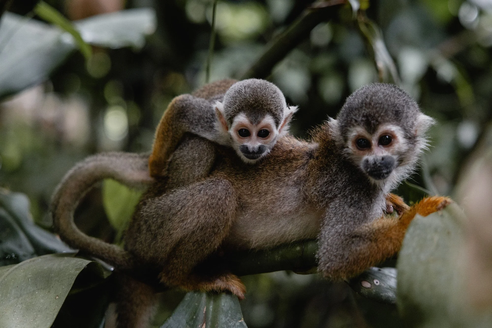 Zwei Totenkopfäffchen auf einem Ast im dichten Blätterdach.