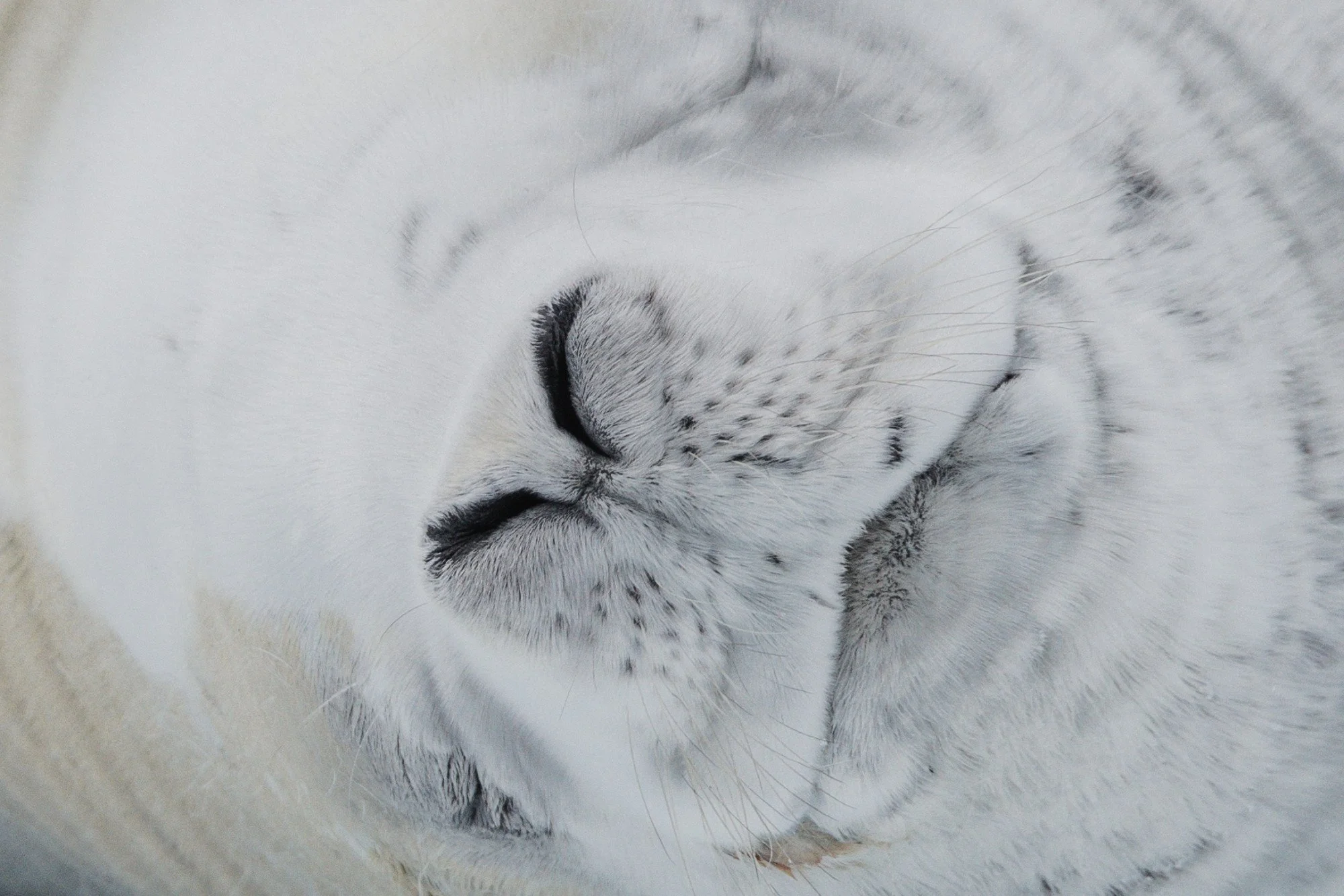 Seal’s snout in Antarctica during an expedition