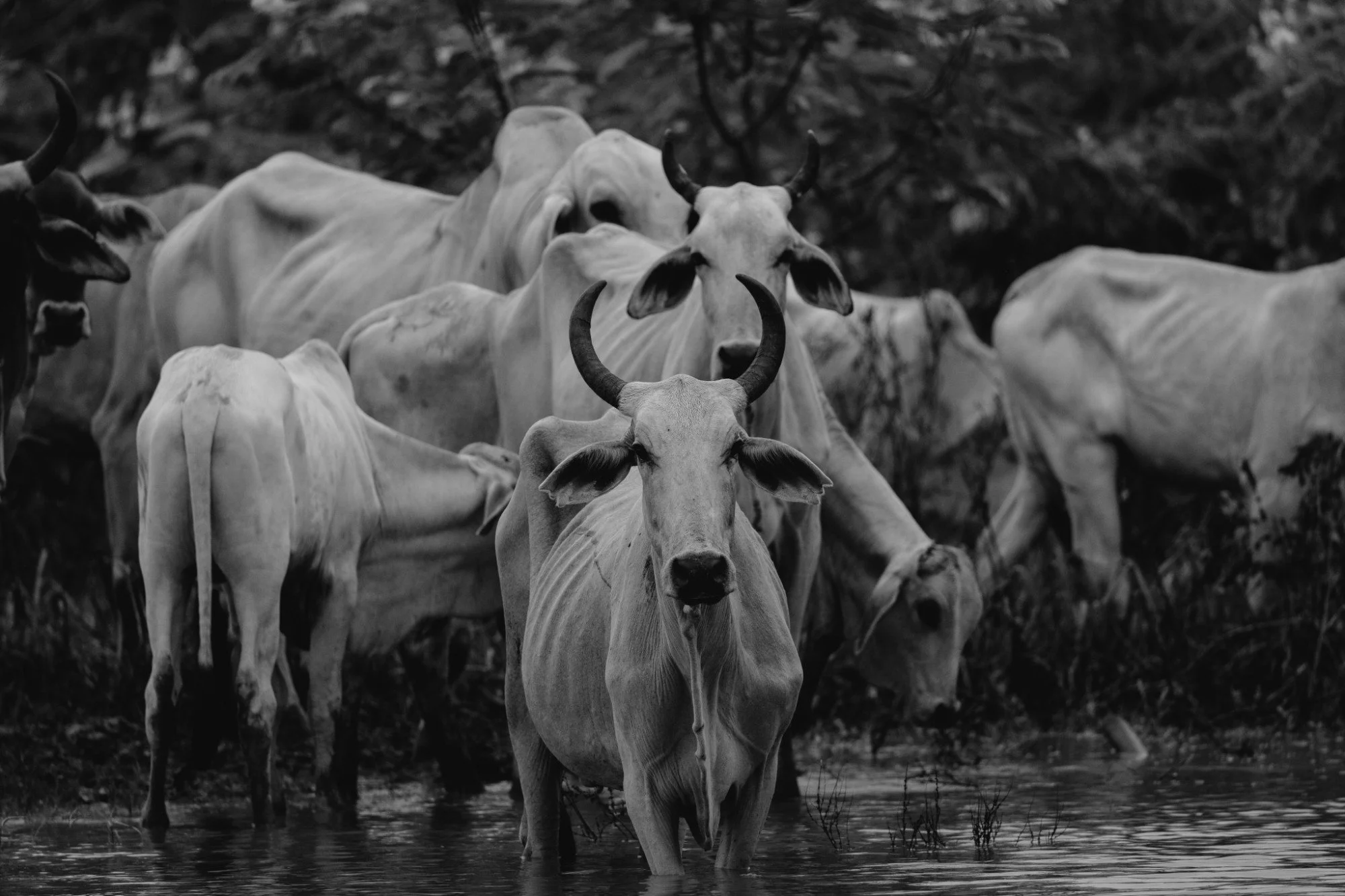 Rinder stehen dicht gedrängt im flachen Wasser.