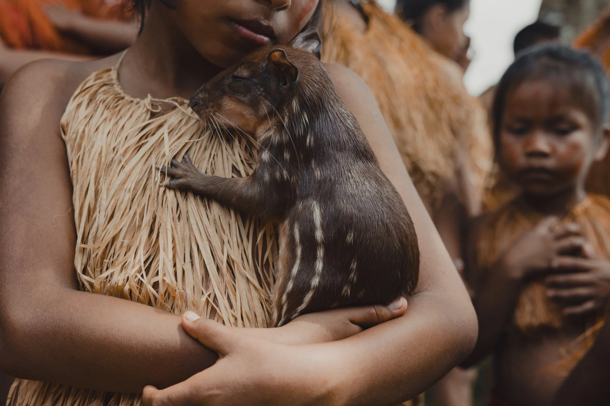 Junges Pekari wird von einer Person im Arm gehalten.