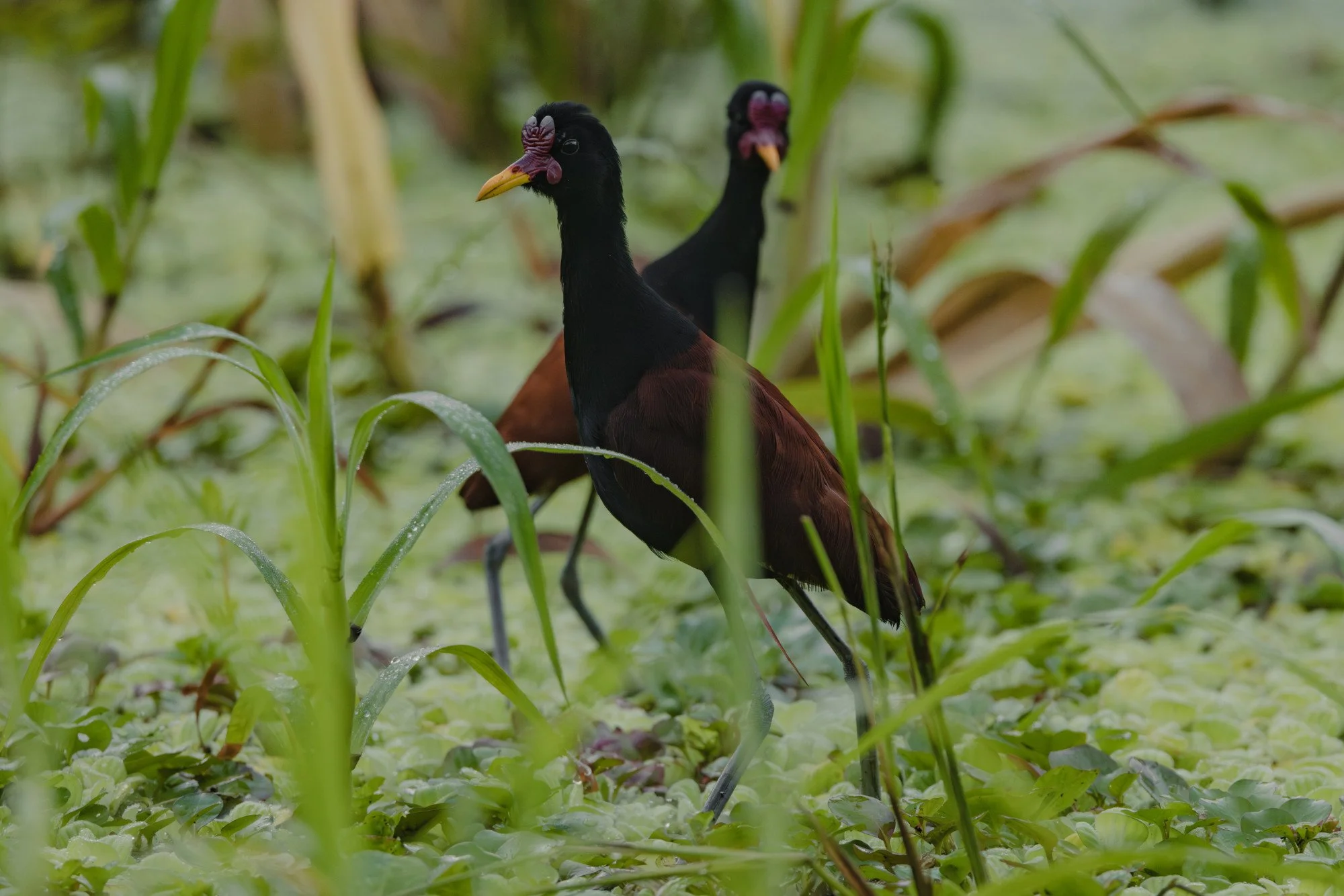 Zwei Blatthühnchen bewegen sich zwischen schwimmenden Wasserpflanzen.