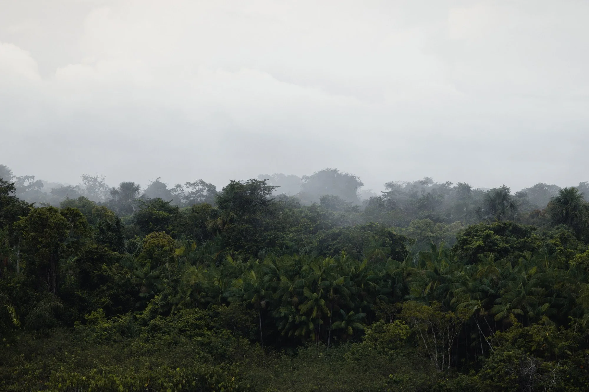 Nebel liegt über dichtem Regenwald.