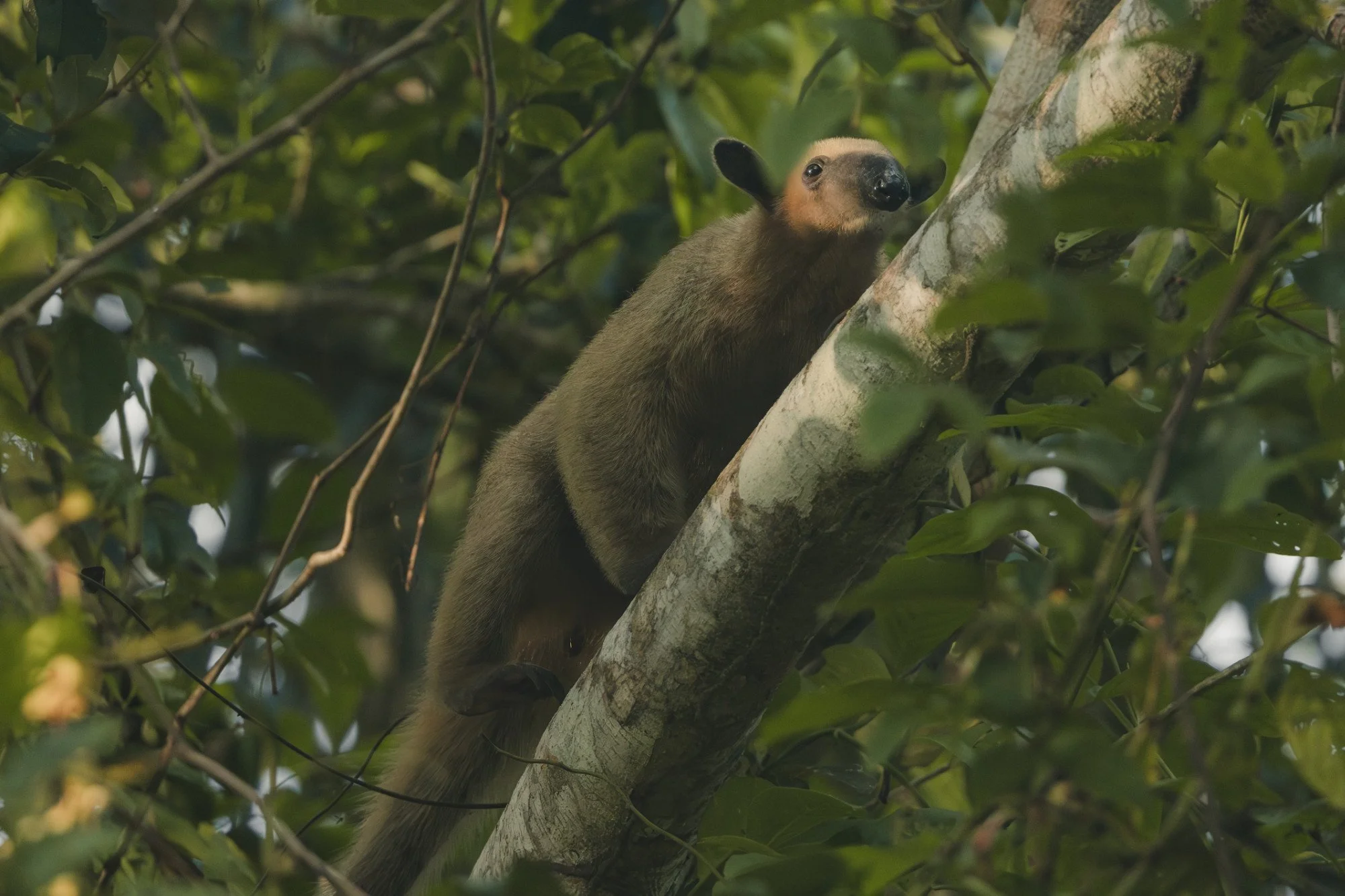 Südamerikanischer Nasenbär klettert auf einem schrägen Ast im tropischen Regenwald.