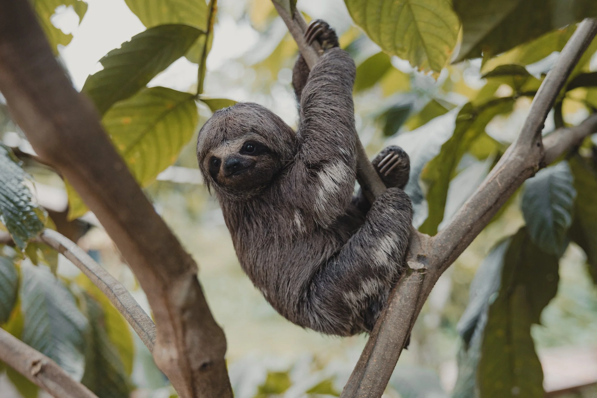 Faultier hängt entspannt an einem Ast im Blätterdach.