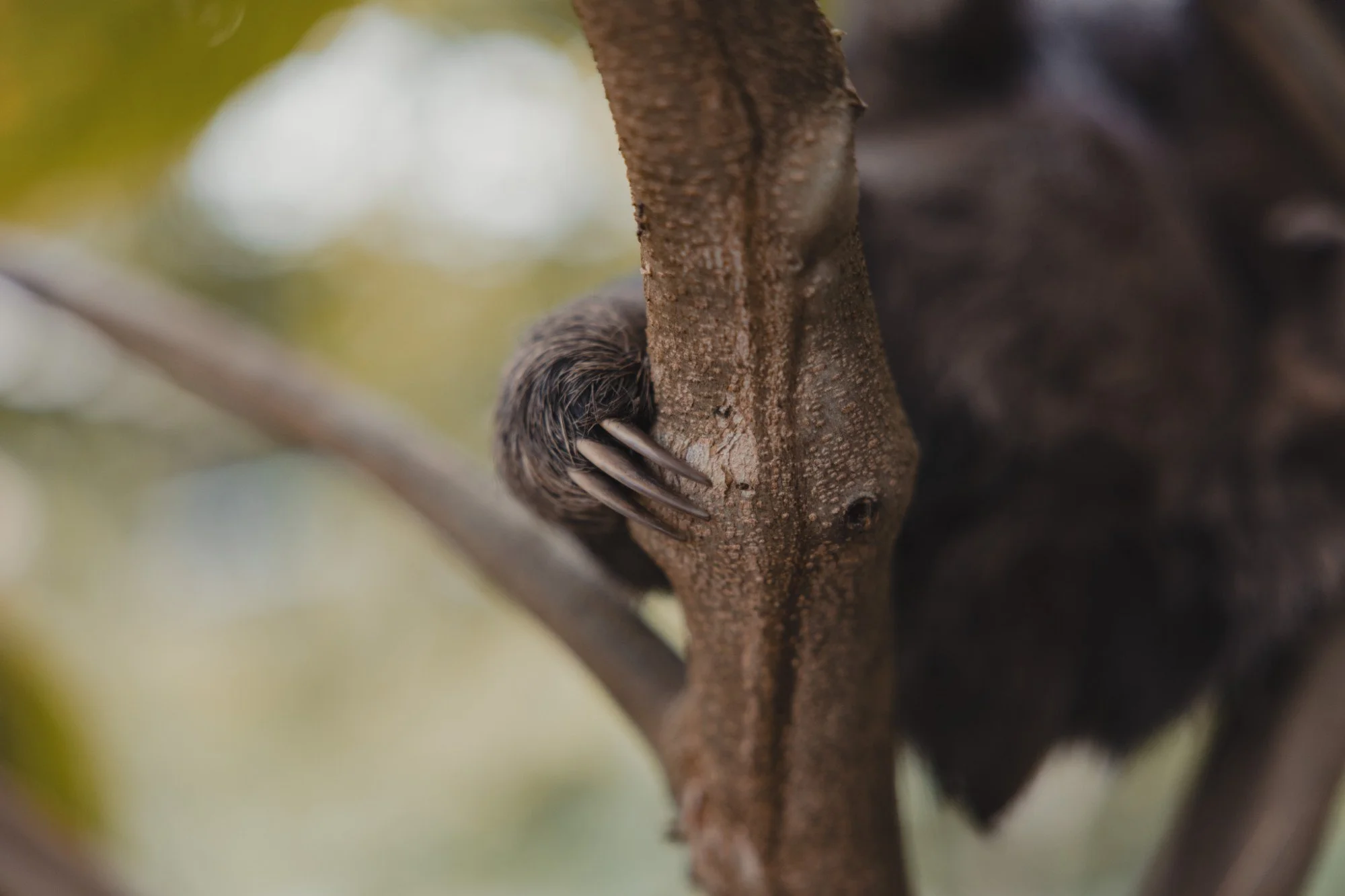 Detailaufnahme der langen, gebogenen Krallen eines Faultiers an einem Baumstamm.