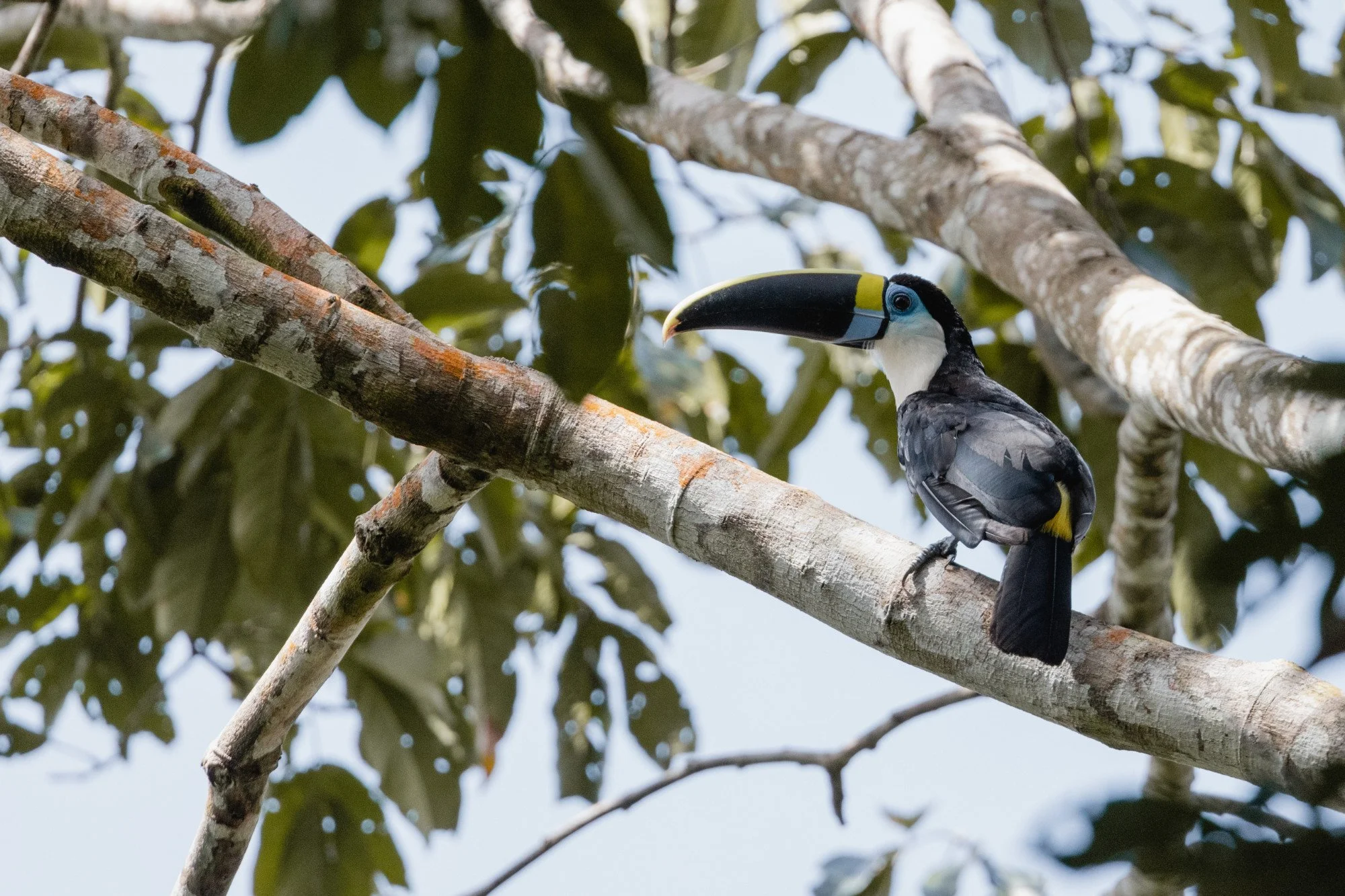 Tukan sitzt auf einem Ast zwischen grünen Blättern.