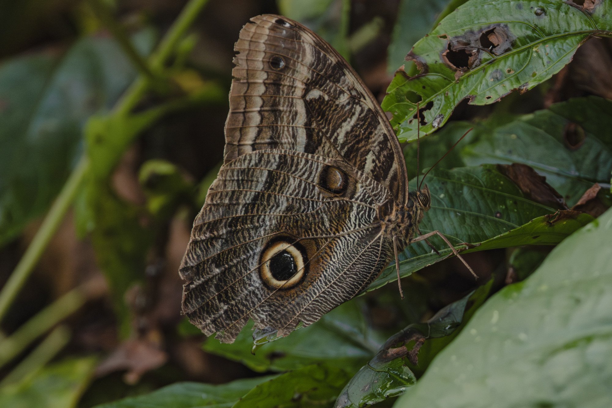 Schmetterling mit augenähnlichen Mustern auf den Flügeln.