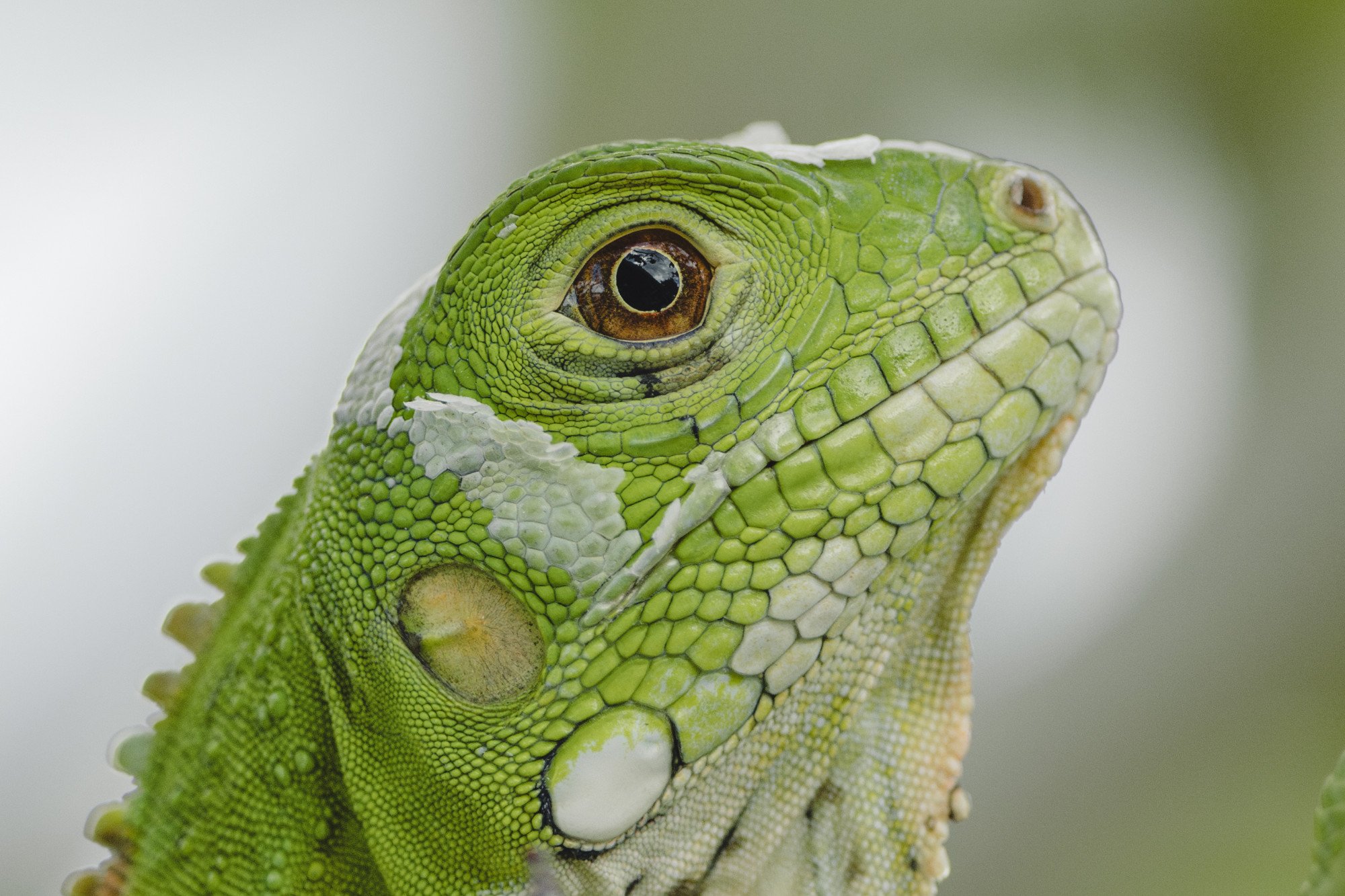 Grüner Leguan im Profilporträt.