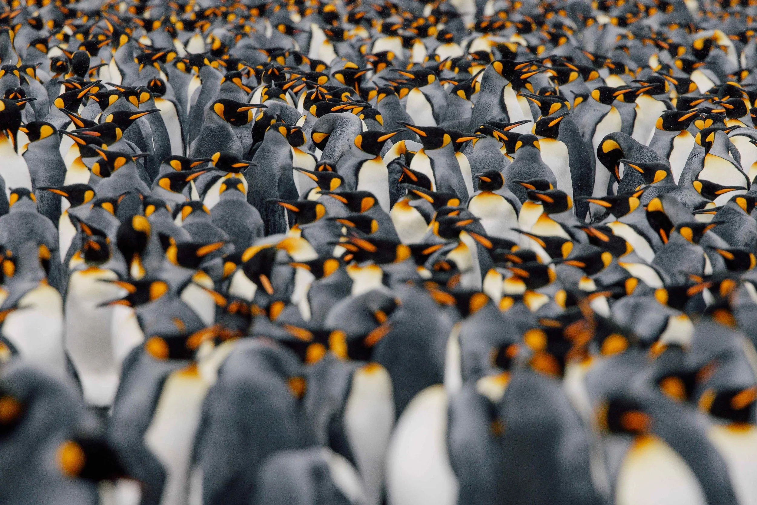 Königspinguine-Antarktis-Südgeorgien-Brutkolonie.JPG.jpg