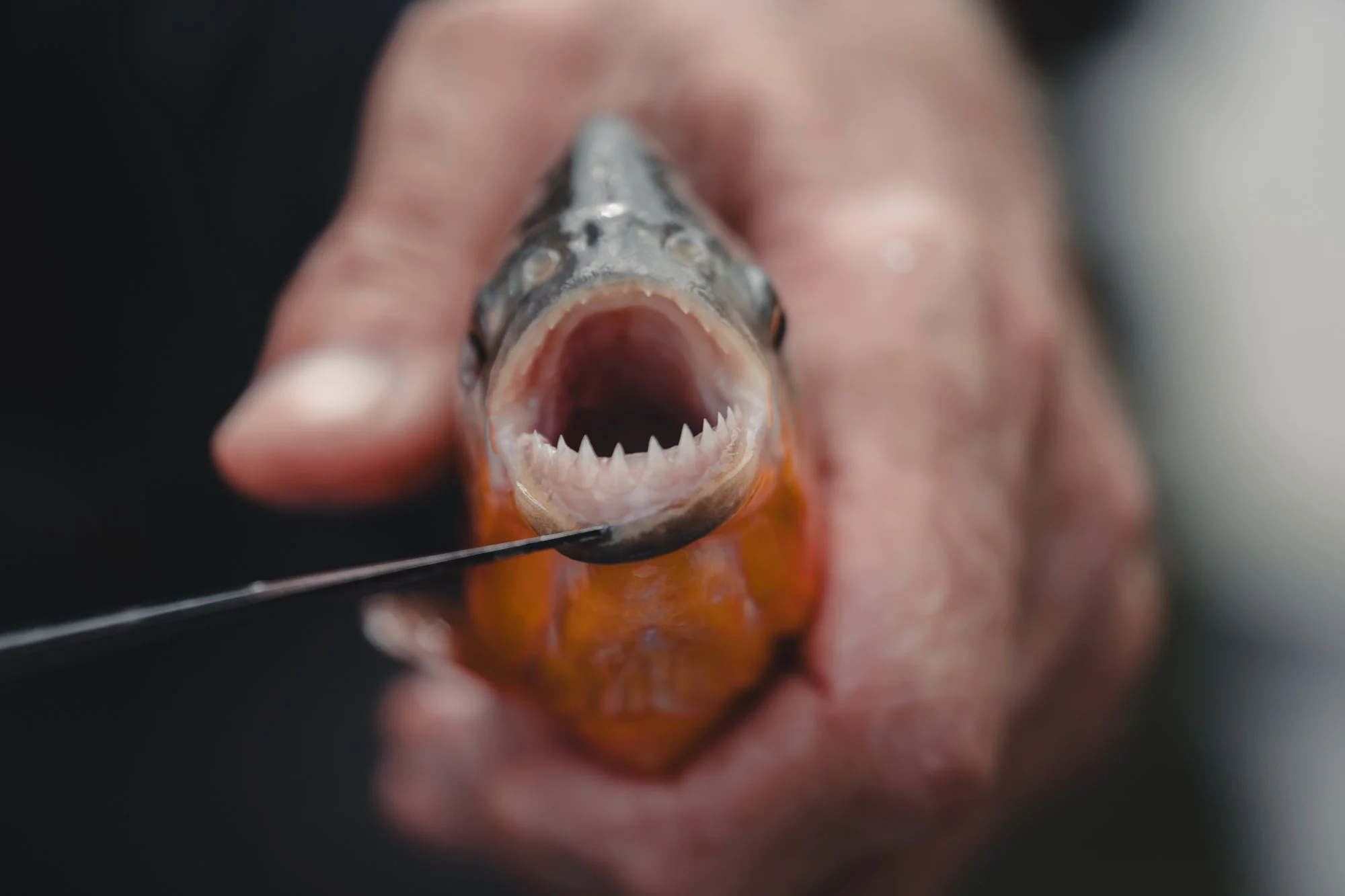 Fisch wird von einer Hand gehalten, Maul geöffnet.