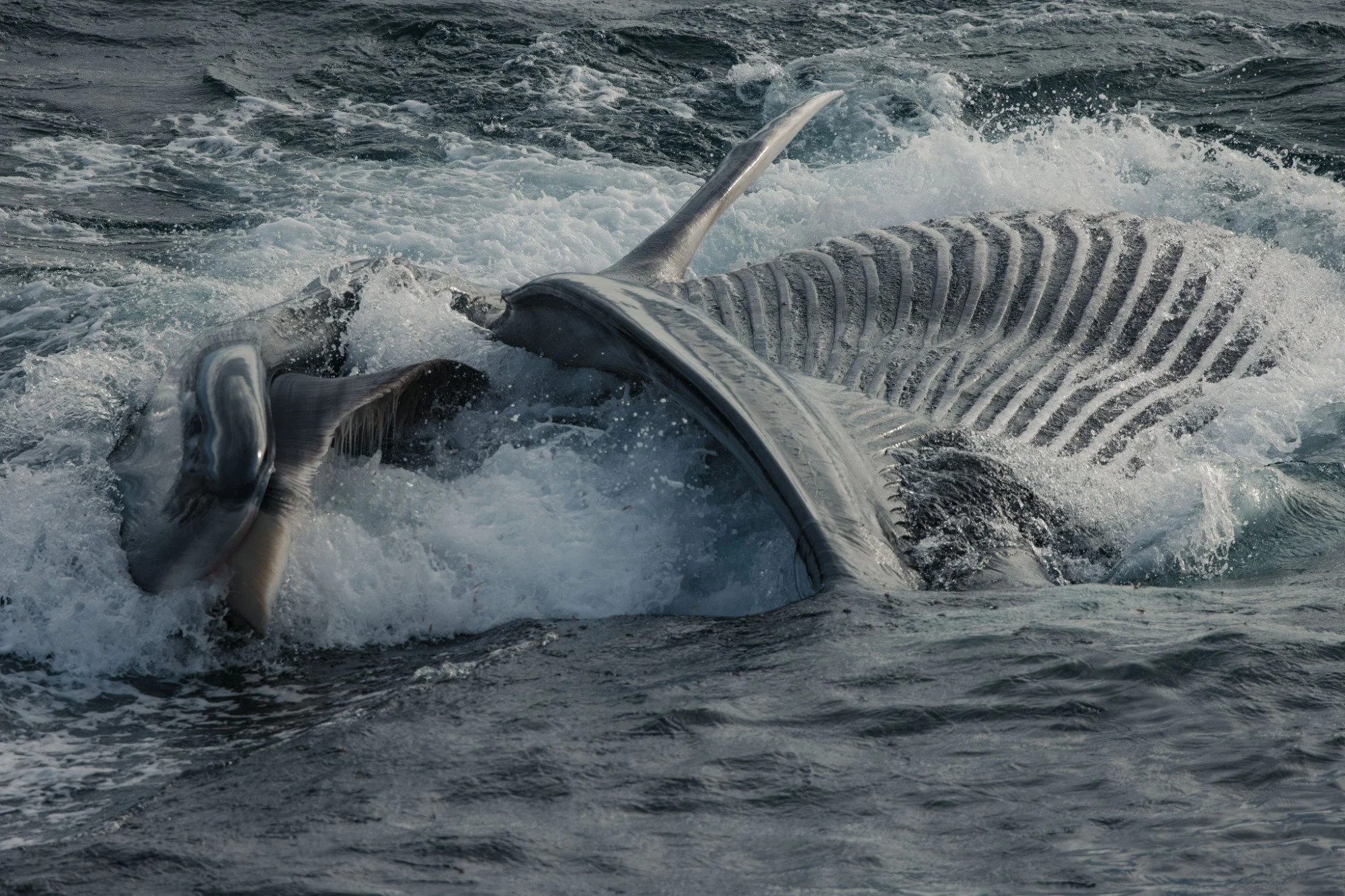 Fin whale feeding with mouth open in Antarctica