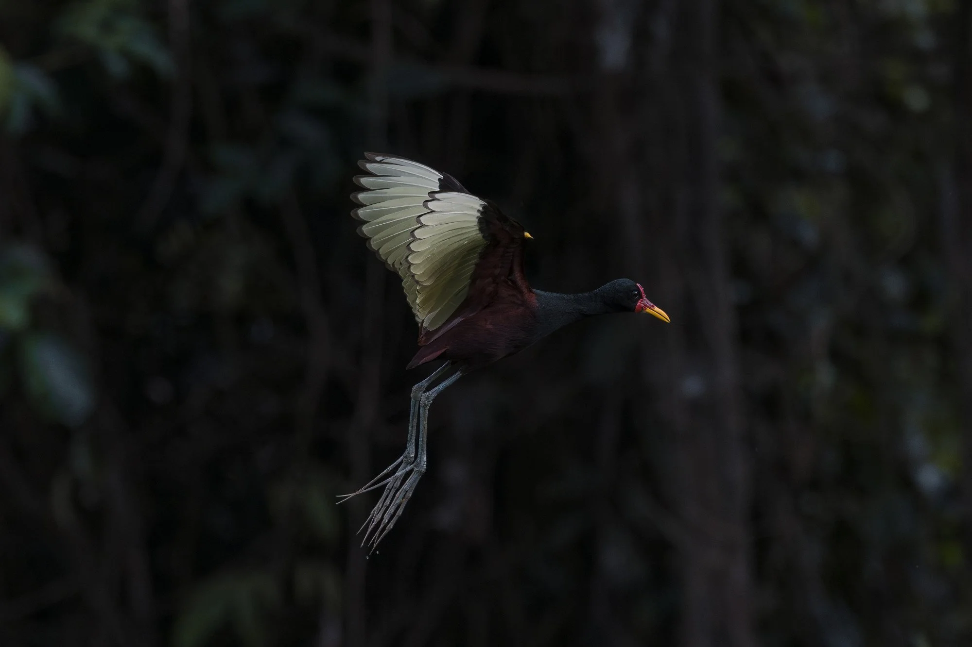 Tropischer Vogel im Flug im Regenwaldgebiet des Amazonas, Brasilien.
