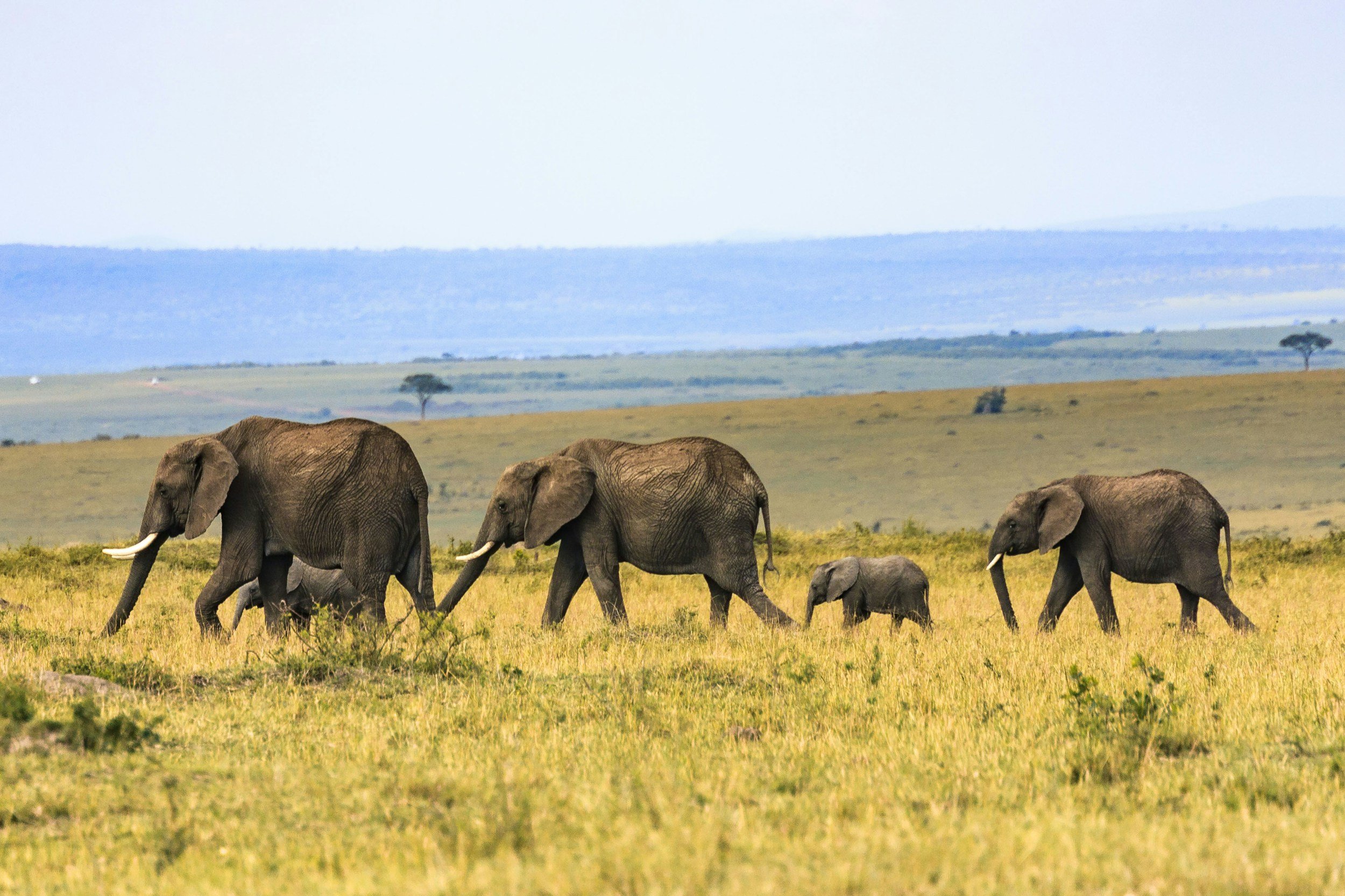 A herd of elephants walking across a grassy plain with trees in the background.
