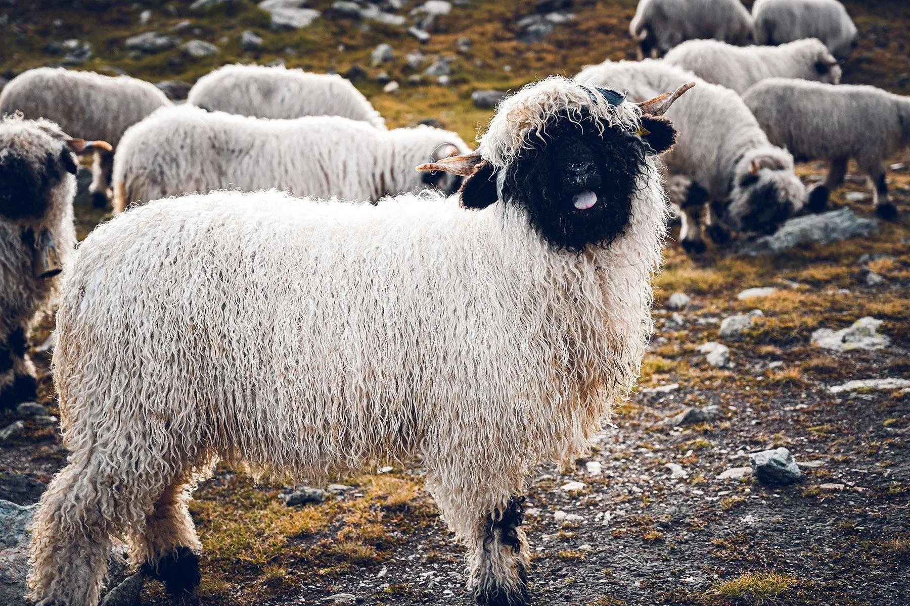 Matternorn Sheep.jpeg